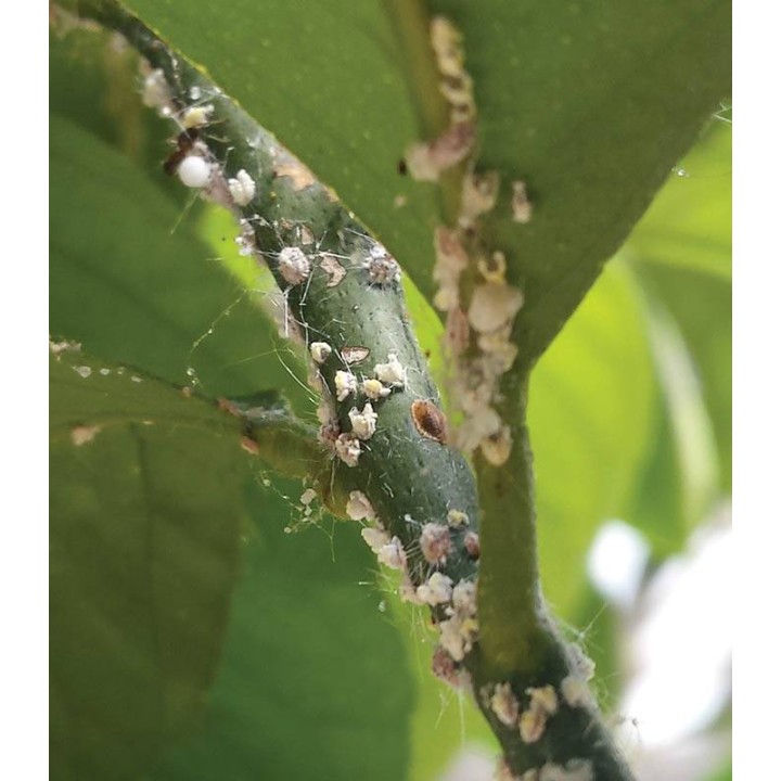 Insecticid BIO ulei de in combatere paduchi lanosi