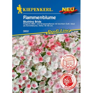 Brumarele (Phlox) Blushing Bride 50 seminte