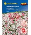 Brumarele (Phlox) Blushing Bride 50 seminte