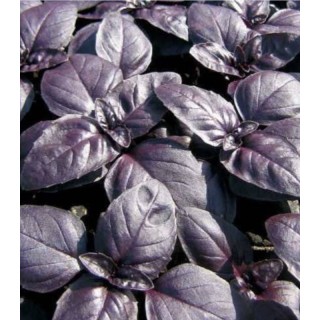 Busuioc a foglia violetta (busioc rosu) - 5 gr