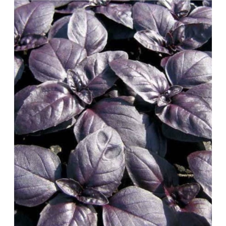 Busuioc a foglia violetta (busioc rosu) - 5 gr