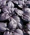 Busuioc a foglia violetta (busioc rosu) - 5 gr
