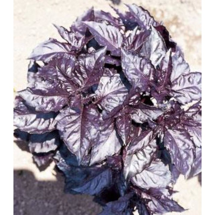 Busuioc a foglia violetta (busioc rosu) - 5 gr