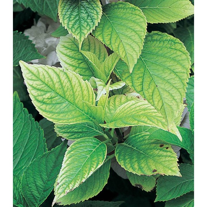 Florgen 6PWD - Fier, 1 kg, Flortis
