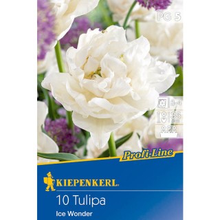 Lalele Ice Wonder, 10 bulbi