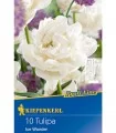 Lalele Ice Wonder, 10 bulbi