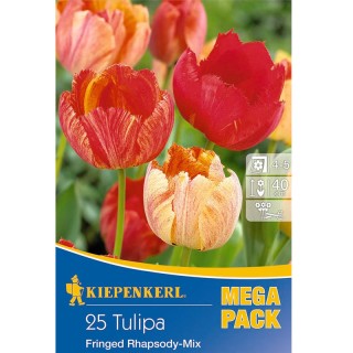 Lalele Fringed Rhapsody Mix, 25 bulbi