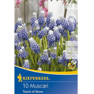 Muscari Touch of Snow, 10 bulbi