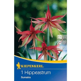 Amaryllis Sumatra - 1 bulb
