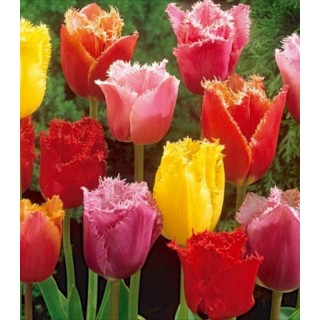Lalele Fringed Mix, 8 bulbi