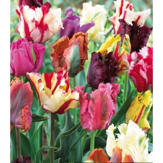 Lalele Parrot Mix, 8 bulbi