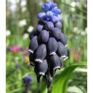 Muscari neclectum, 10 bulbi