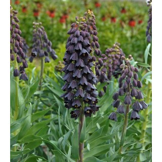 Fritillaria Persica, 1 bulb