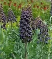 Fritillaria Persica, 1 bulb