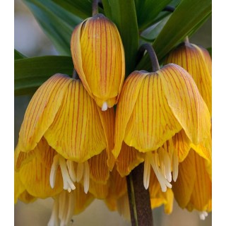 Fritillaria Striped Beauty, 1 bulb