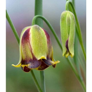 Fritillaria acmopetala, 5 bulbi