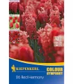 Amestec bulbi, Red Harmony - 26 bulbi
