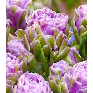 Bulbi-lalele-violet-prana-8-bulbi