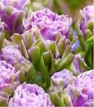 Bulbi-lalele-violet-prana-8-bulbi