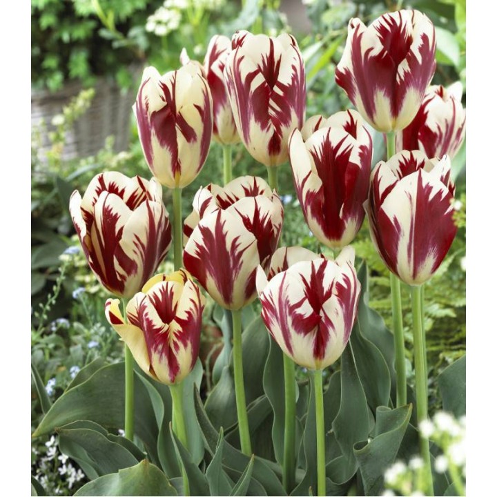 Bulbi-lalele-grand-velvet-10-bulbi