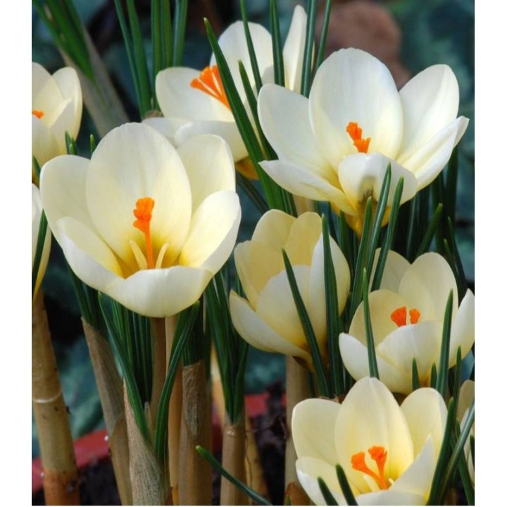 bulbi-crocus-cream-beauty-15-bulbi