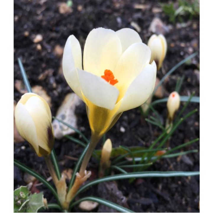 bulbi-crocus-cream-beauty-15-bulbi