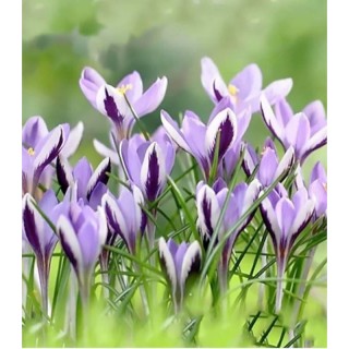 bulbi-crocus-spring-beauty-15-bulbi