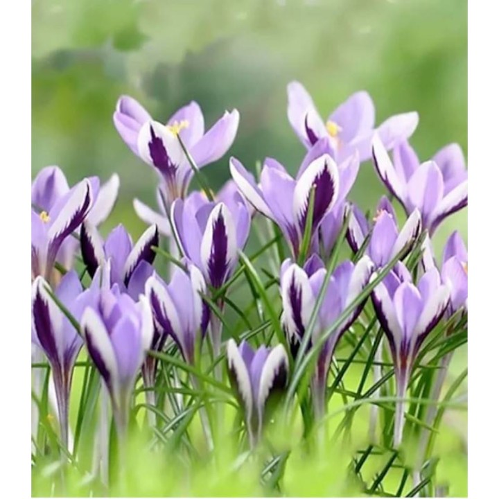 bulbi-crocus-spring-beauty-15-bulbi
