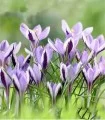 bulbi-crocus-spring-beauty-15-bulbi