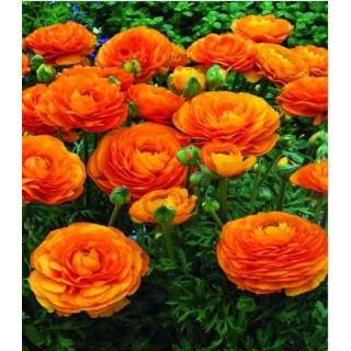 Bulbi-ranunculus-orange-10-bulbi