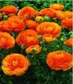Bulbi-ranunculus-orange-10-bulbi