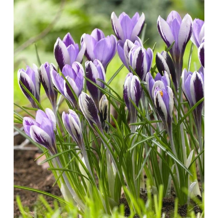 bulbi-crocus-spring-beauty-15-bulbi