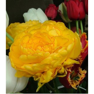 Lalele Yellow Pomponette - 5 bulbi