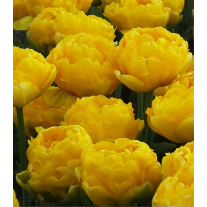Lalele Yellow Pomponette - 5 bulbi