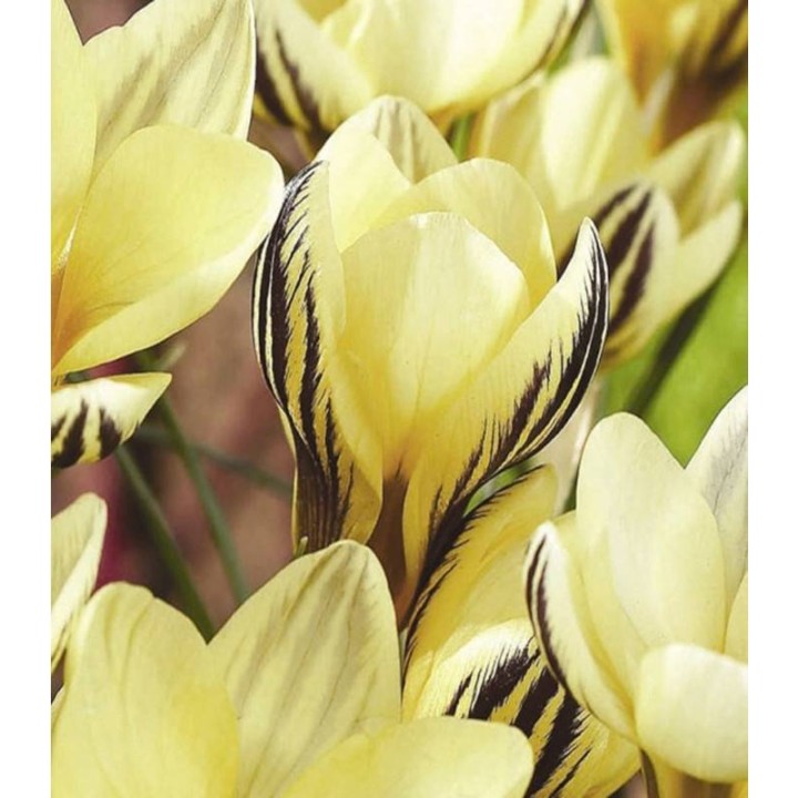Bulbi Crocus  Gipsy Girl - 15 bulbi