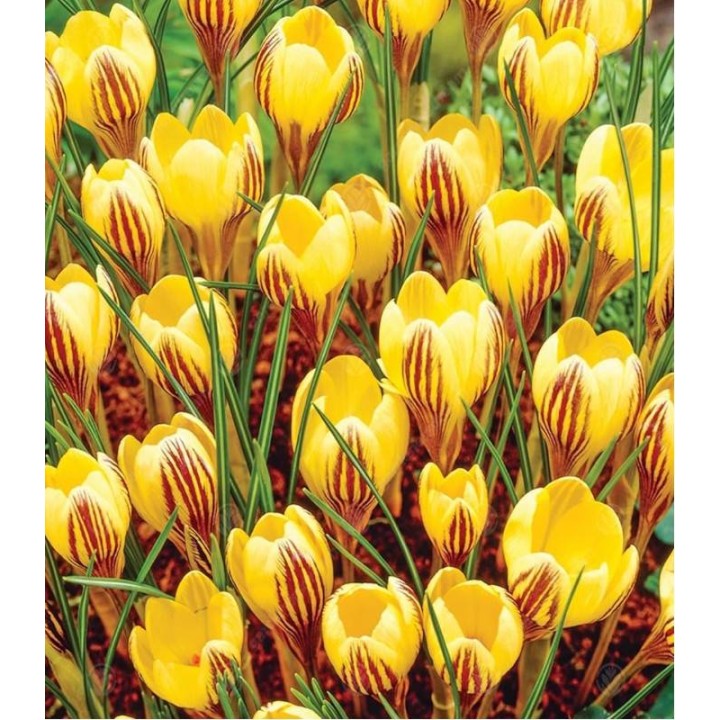 Bulbi Crocus  Gipsy Girl - 15 bulbi