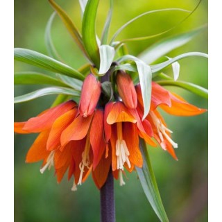 Fritillaria Orange Beauty (1 bulb)