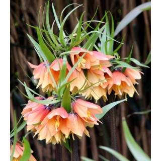 Fritillaria Early Fantasy