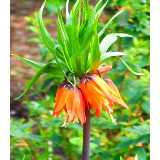 Fritillaria Argenteovariegata