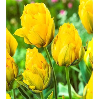Bulbi lalele Monte Peony (5 bulbi)