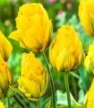 Bulbi lalele Monte Peony (5 bulbi)