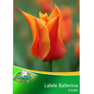 Lalele Ballerina - 7 bulbi