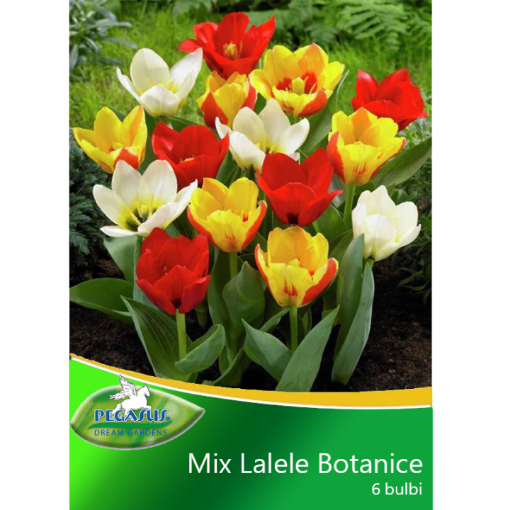 Lalele Botanical Mix, 6 bulbi