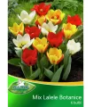 Lalele Botanical Mix, 6 bulbi