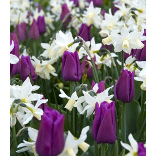 Lalele si narcise mix Passionate Spring,