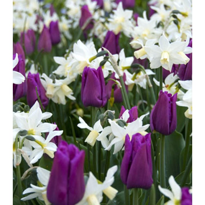 Lalele si narcise mix Passionate Spring,