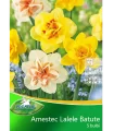 Narcise Batute Amestec - 5 bulbi
