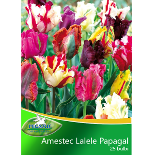 Amestec lalele Papagal - 25 bulbi