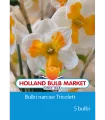 bulbi-narcise-tricollet-5-bulbi