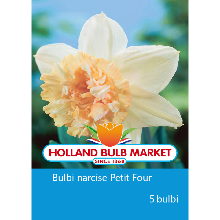 Narcise Petit Four - 5 bulbi